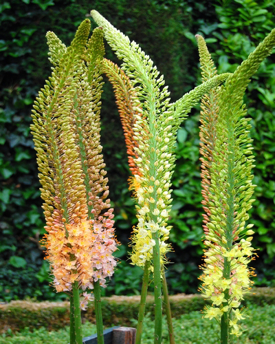 Eremurus ruiteri hybrids.jpg